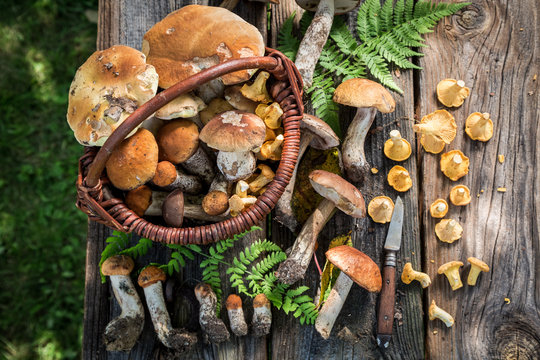 Edible wild mushrooms straight from the forest