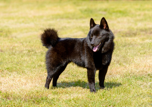 Schipperke looks aside. Schipperke stands on the grass.