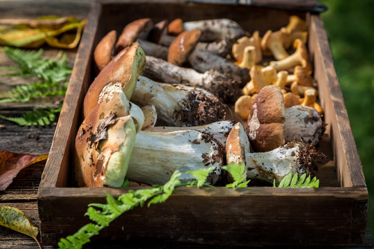 Raw wild mushrooms with green fern from forest