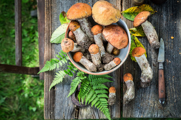 Healthy wild mushrooms freshly collected from the forest