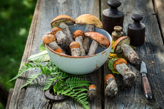 Edible wild mushrooms freshly collected from the forest