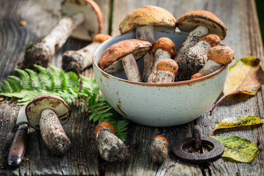 Healthy wild mushrooms collected in the autumn