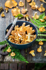 Tasty wild chanterelle mushrooms collected in the autumn © shaiith