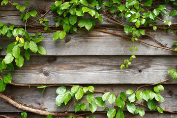 Green creeper on wooden wall