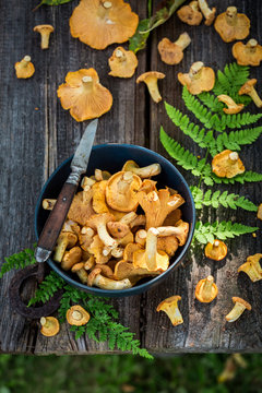 Fresh and wild chanterelle mushrooms straight from the forest