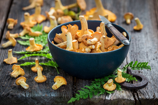 Raw wild chanterelle mushrooms freshly collected from the forest