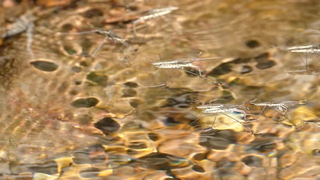 Common pond skater in a pond