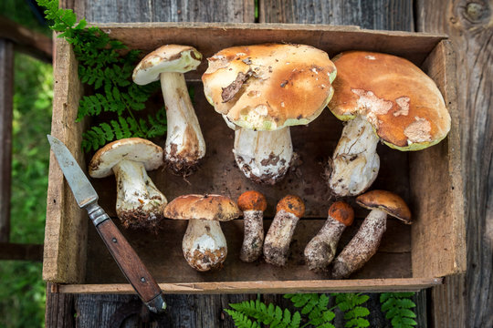 Healthy wild mushrooms straight from the forest