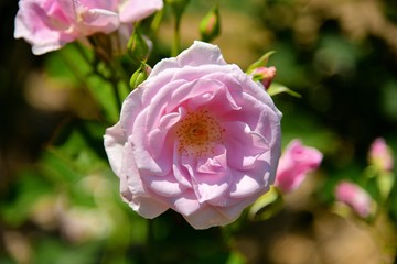 鎌倉の薔薇