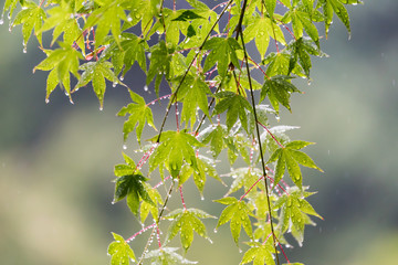 雨に濡れた青もみじの葉