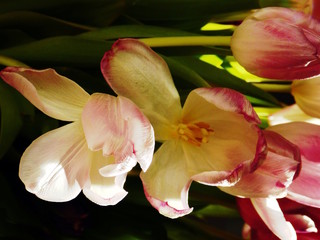 tulipes bouquet