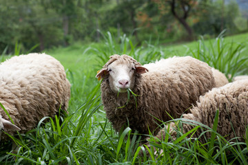 Sheep eat grass in the pastures of the countryside of Thailand