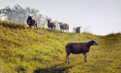 Fototapeta premium Young sheep stands apart from the group
