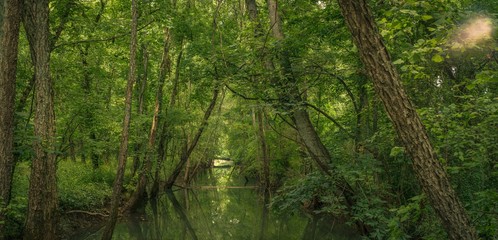 Fototapeta na wymiar Reflecting trees in a swamp