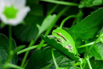 Frosch