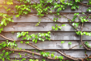 Green creeper on wooden wall