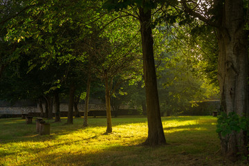 Paisaje de fondo con cálido atardecer entre árboles en el bosque