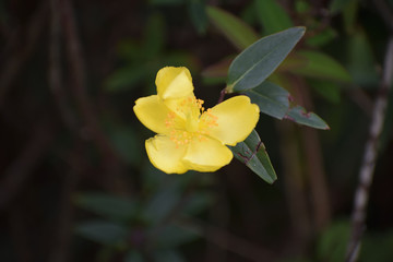 Yellow flower on a shrub in a Belfast Park