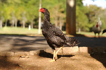 proud turkey strolls in a park