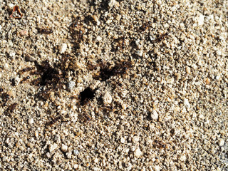 Ant farm colony in the earth. Photo close-up wild ants swarming around their anthill. Many pismire at work, selective focus, top view. Insects working emmet running around near the hole in the ground
