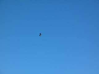 lonely seagull on deep blue sky
