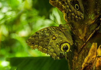 Mindo in Ecuador, a perfect spot to see some beautiful butterflies, posing over a trunk in a tree, with a wings in a form of eyes as defense techine against predator
