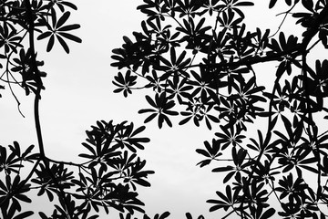 silhouette tree branches and leaves in nature - monochrome