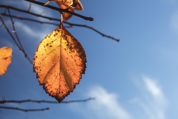 Autumn leaf on a blue sky background