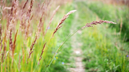 Festuca rubra species of grass, creeping red fescue. Evening autumn panorama of a country road fringed with high fodder grasses. Natural rural landscape - obrazy, fototapety, plakaty