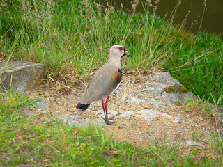 tropical medium sized gray and black feathered bird