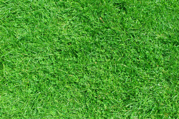 Fototapeta premium Natura zielona trawa tło widok z góry