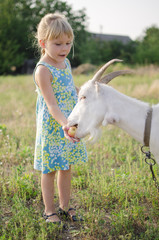 Little blond girl with goat on the pasture. Four year old lady with domestic animal on the fa