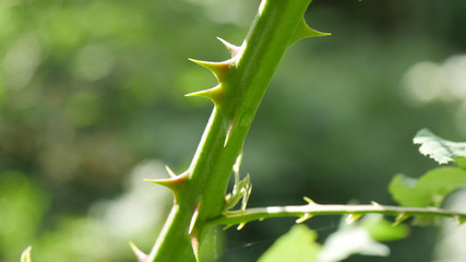 Arbusto con le spine