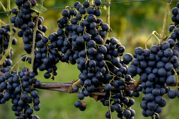 Close up of wine grapes in the Netherlands.