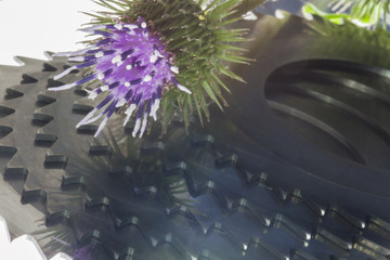 Burdock - Arctium Lappa - and blades