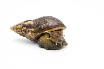 Snail isolated on white background