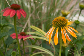 echinacea