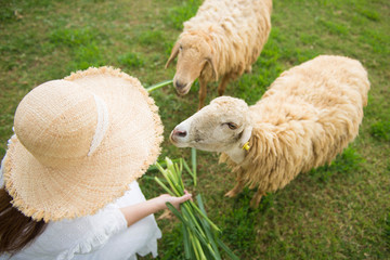 Naklejka premium Asian woman is enjoy feeding and playing in the sheep farm