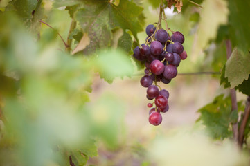 Grape harvest