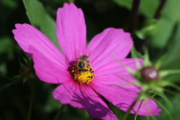 Cosmea mit Biene (Schmuckkörbchen)