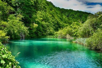 Fototapeta premium green water of lake in forest 