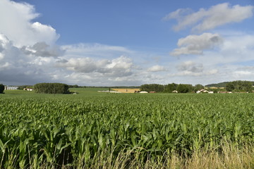 Fototapeta na wymiar Superbe éclaircie avant l'arrivée d'un orage sur les vastes champs de maïs près de Champagne ,au Périgord Vert