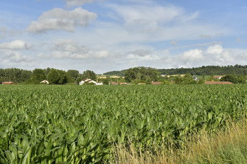 Fototapeta na wymiar Champs de maïs sous une éclaircie, près du lotissement à bungalows à Champagne ,au Périgord Vert