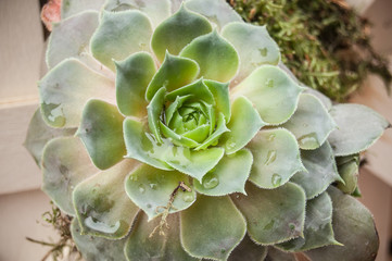 plante grasse avec gouttes de pluie