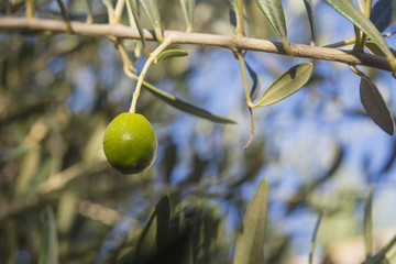 Detail of green olive hanging on a branch with blurred background