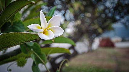 Obraz premium A flower blossoms on the tree