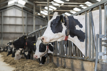 Cows in a stable on a dairy farm