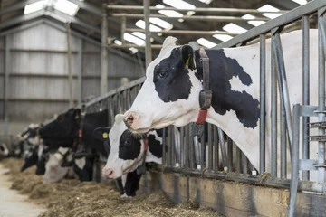 Foto op Aluminium Cows in a stable on a dairy farm © TOF