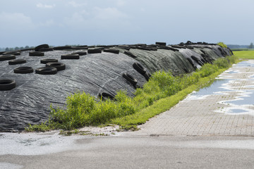Ensilage on a dairy farm