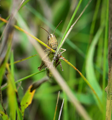 Grashüpfer, Grille, Heuschrecke im Gras